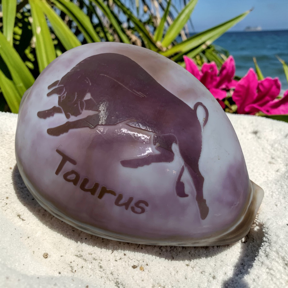 Vintage Taurus Cowrie Shell Zodiac Cypraea Tigris Seashell Souvenir Philipines